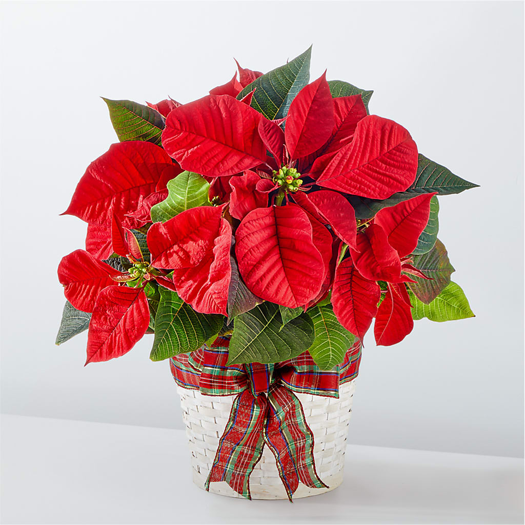 Happiest Holidays Poinsettia – PICKET FENCE FLORAL & DESIGN, Holland MI