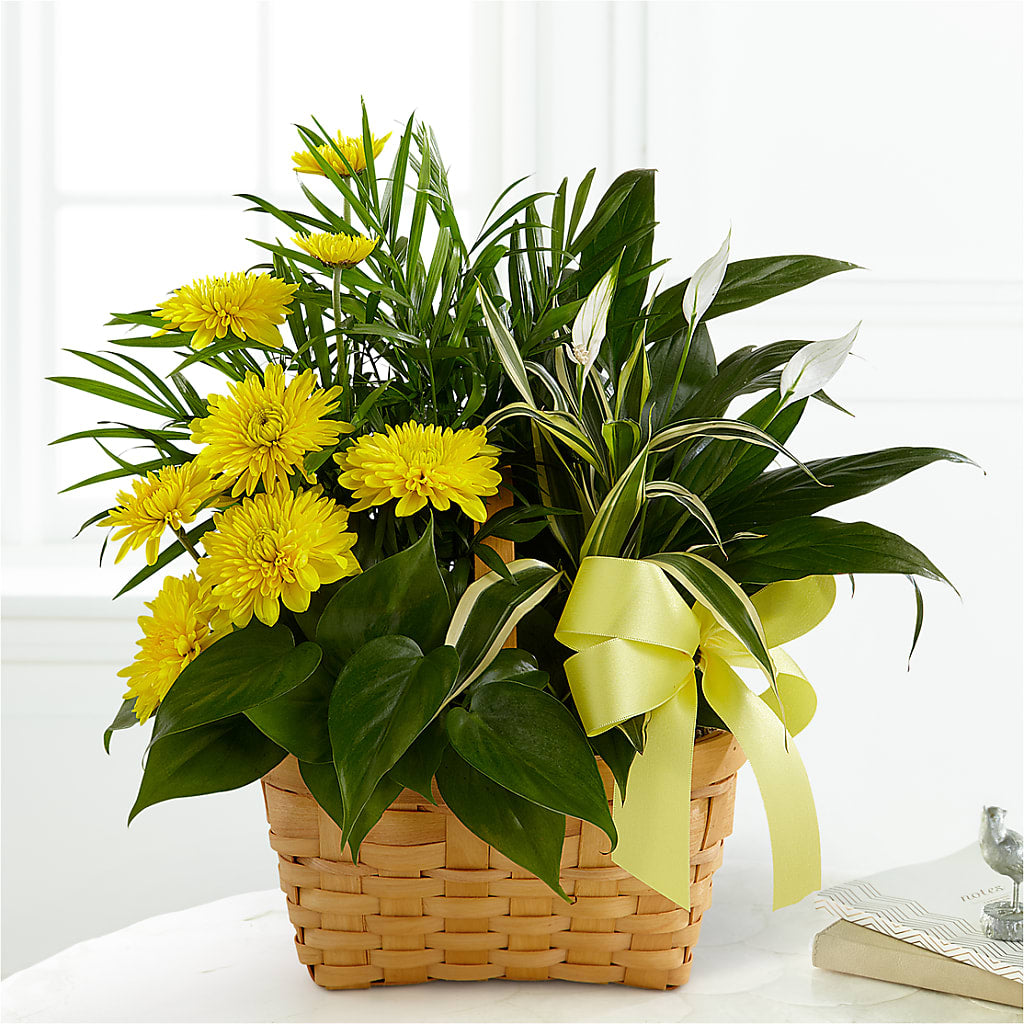 Loving Light Dishgarden – PICKET FENCE FLORAL & DESIGN, Holland MI