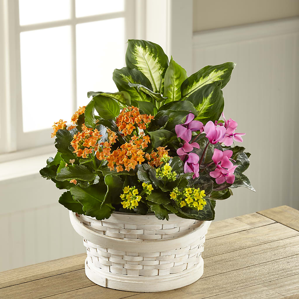Color Crush Dishgarden – PICKET FENCE FLORAL & DESIGN, Holland MI