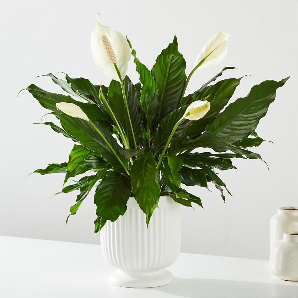 Comfort Planter – PICKET FENCE FLORAL & DESIGN, Holland MI