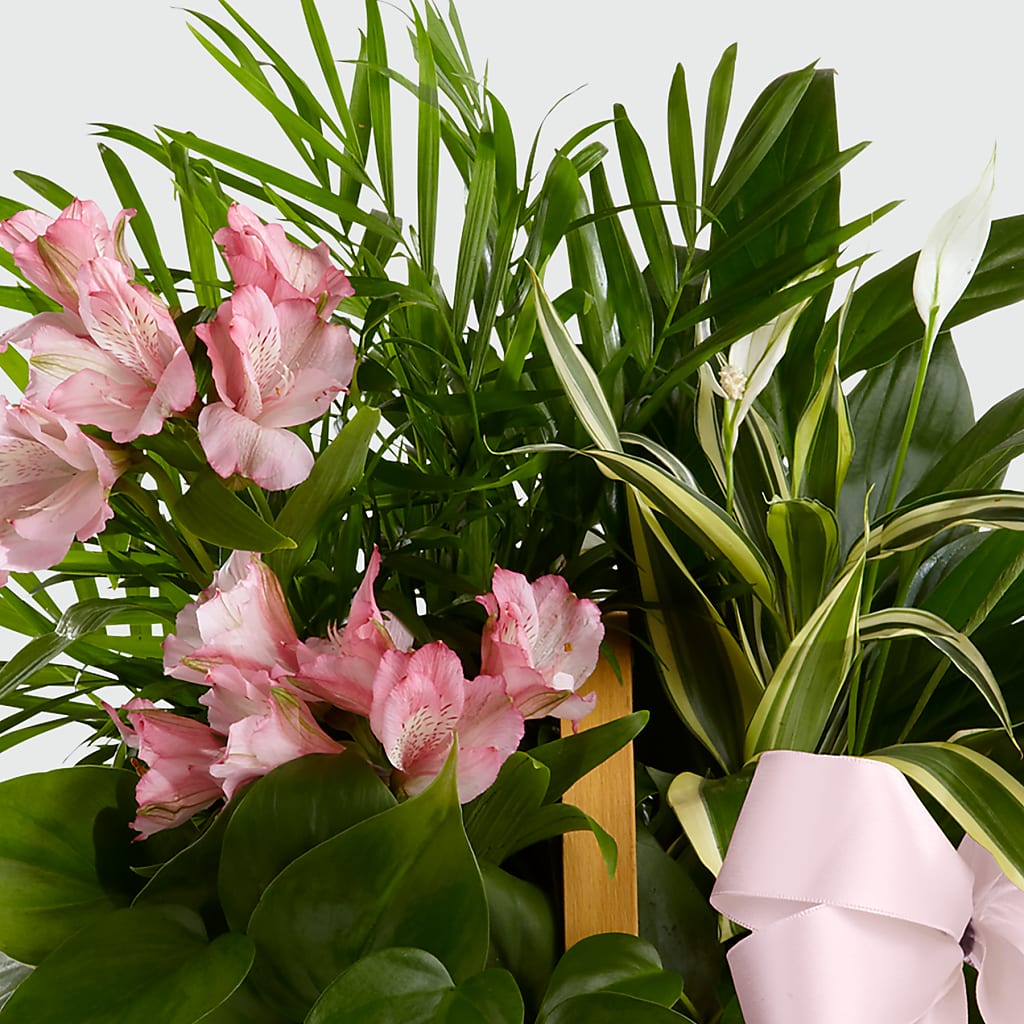 Living Spirit Dishgarden – PICKET FENCE FLORAL & DESIGN, Holland MI