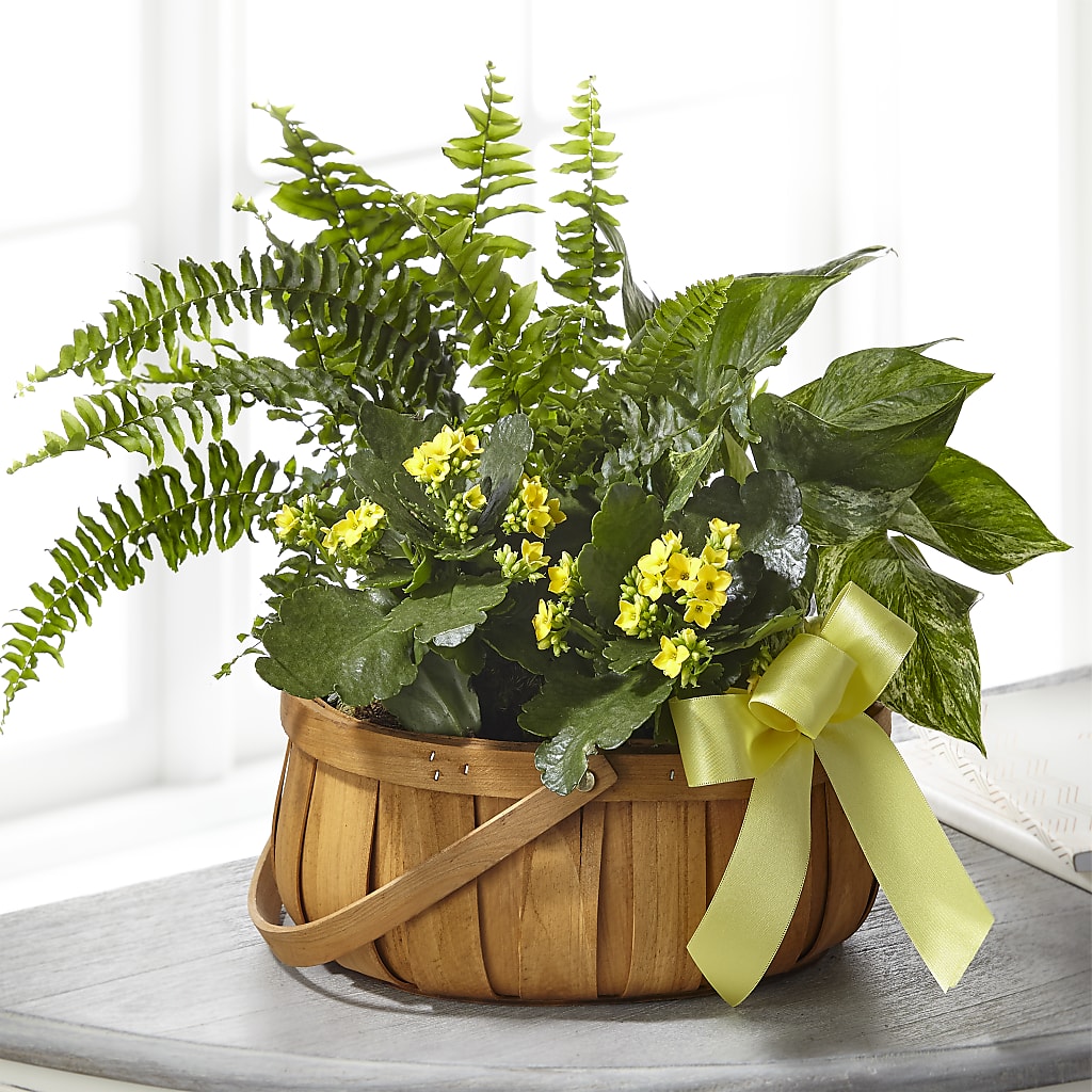 Always Dear Dishgarden – PICKET FENCE FLORAL & DESIGN, Holland MI