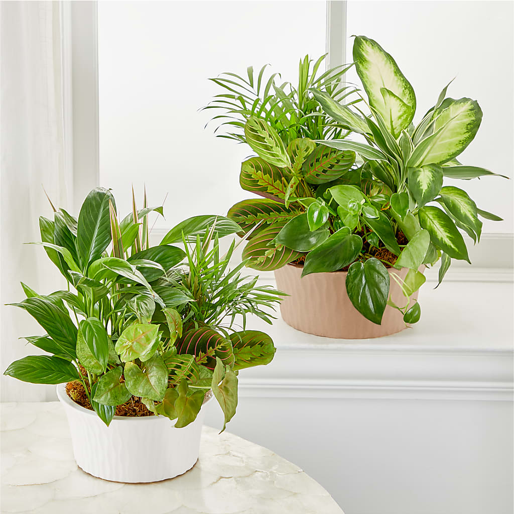 Balance & Harmony Dishgarden – PICKET FENCE FLORAL & DESIGN, Holland MI