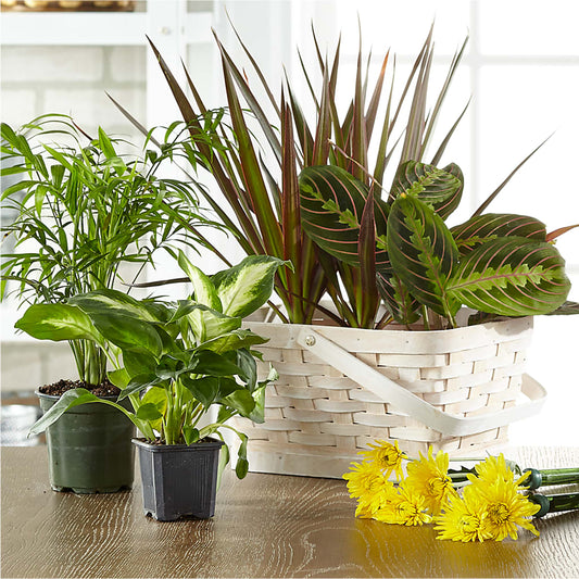 Florist Designed Blooming and Green Plants in a Basket – PICKET FENCE FLORAL & DESIGN, Holland MI