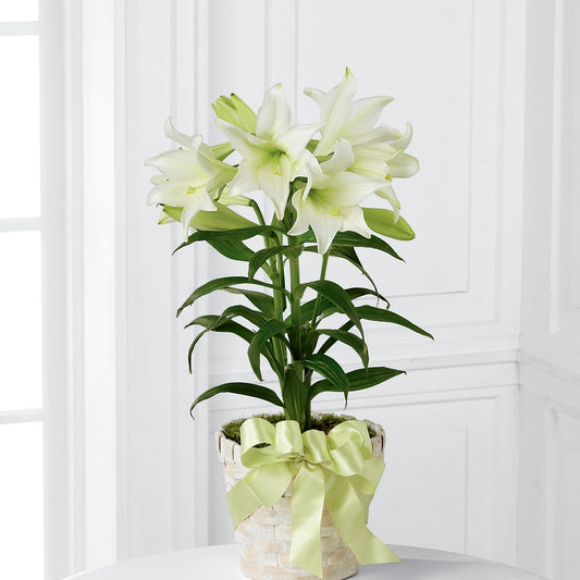 Easter Lily Plant – PICKET FENCE FLORAL & DESIGN, Holland MI