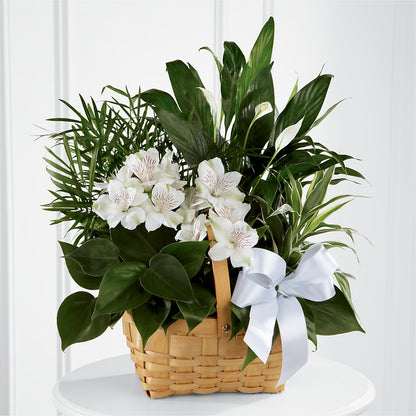 Peace & Serenity Dishgarden – PICKET FENCE FLORAL & DESIGN, Holland MI