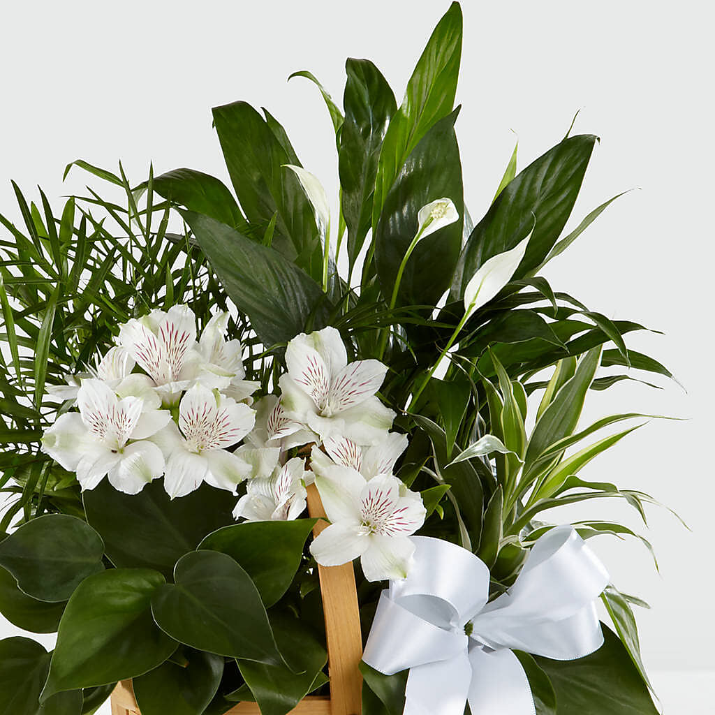 Peace & Serenity Dishgarden – PICKET FENCE FLORAL & DESIGN, Holland MI