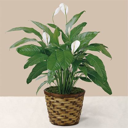 Tranquil Moments Peace Lily Plant – PICKET FENCE FLORAL & DESIGN, Holland MI