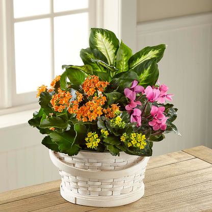 Color Crush Dishgarden – PICKET FENCE FLORAL & DESIGN, Holland MI