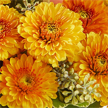 Peachy Pumpkin – PICKET FENCE FLORAL & DESIGN, Holland MI