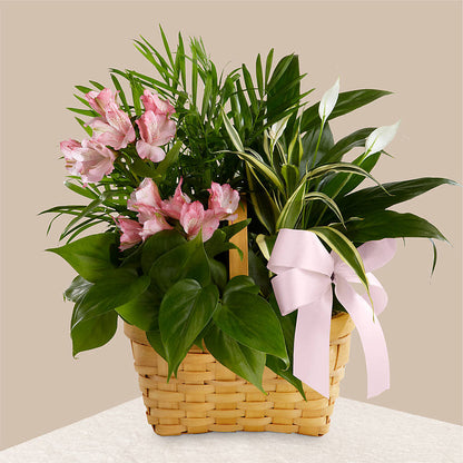 Living Spirit Dishgarden – PICKET FENCE FLORAL & DESIGN, Holland MI