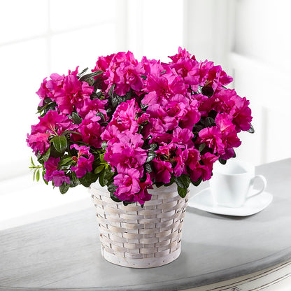 Hope & Serenity Azalea Plant – PICKET FENCE FLORAL & DESIGN, Holland MI
