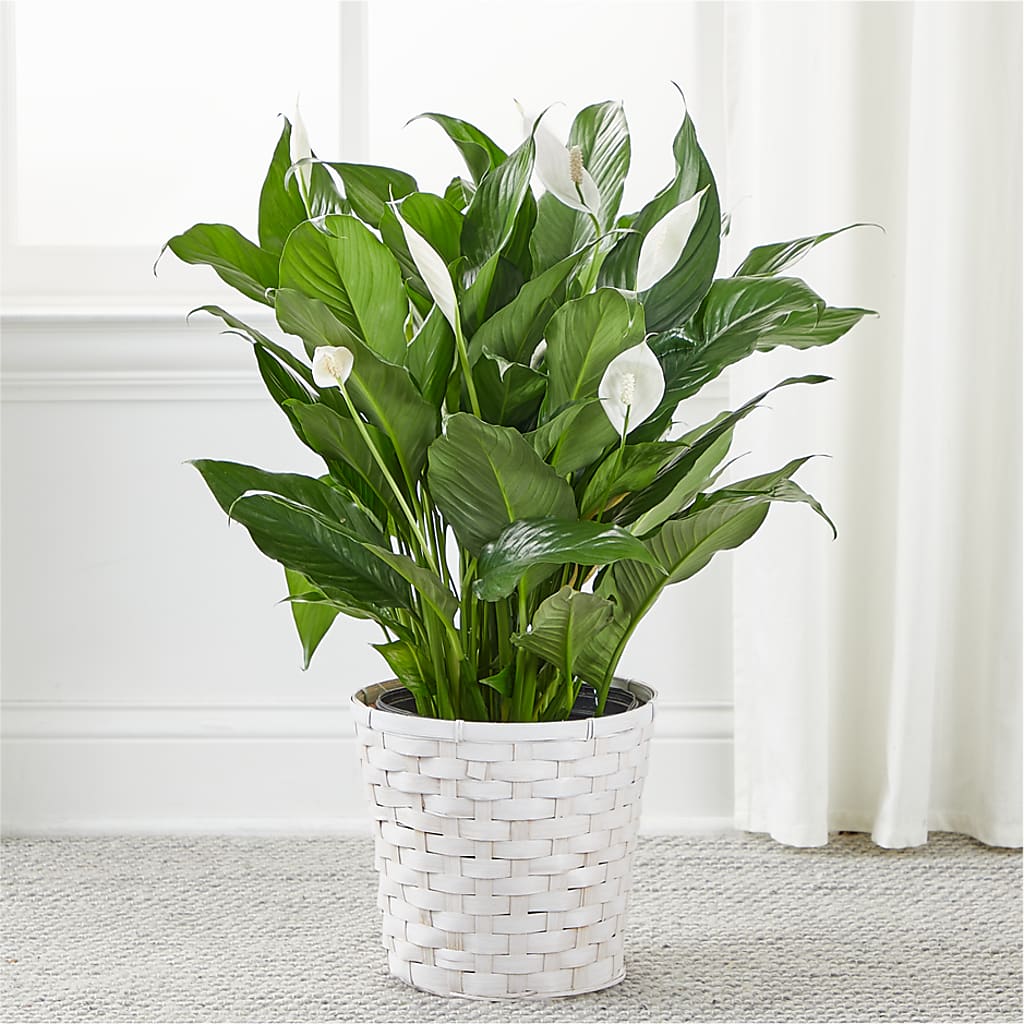 A New Leaf Peace Lily – PICKET FENCE FLORAL & DESIGN, Holland MI