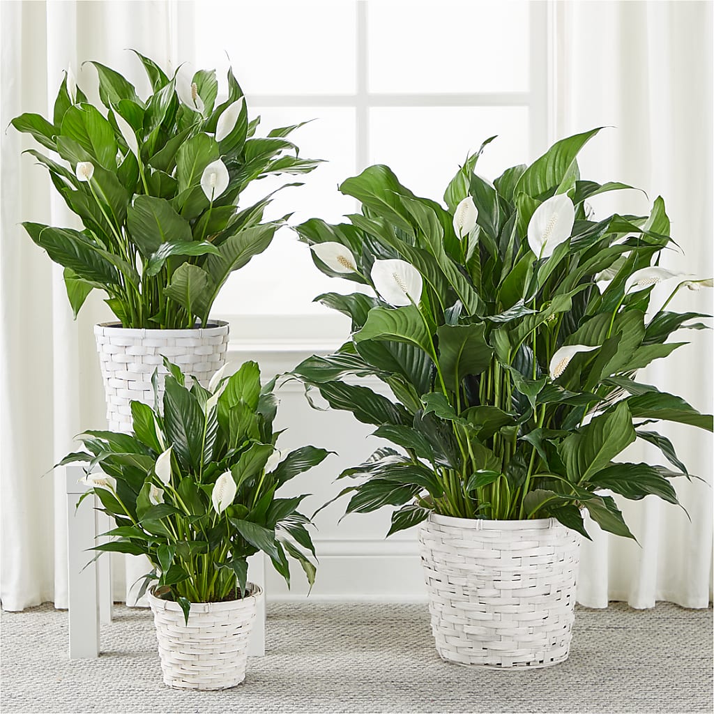 A New Leaf Peace Lily – PICKET FENCE FLORAL & DESIGN, Holland MI