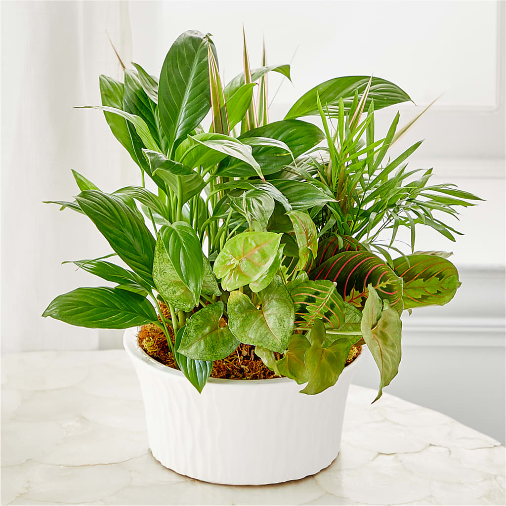 Balance & Harmony Dishgarden – PICKET FENCE FLORAL & DESIGN, Holland MI