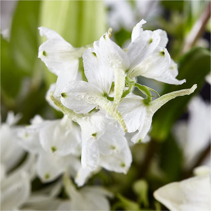 Classic Ivory – A Florist Original – PICKET FENCE FLORAL & DESIGN, Holland MI