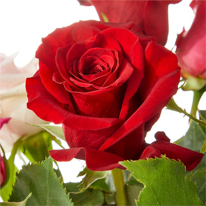 Love Notes Rose Bouquet – PICKET FENCE FLORAL & DESIGN, Holland MI